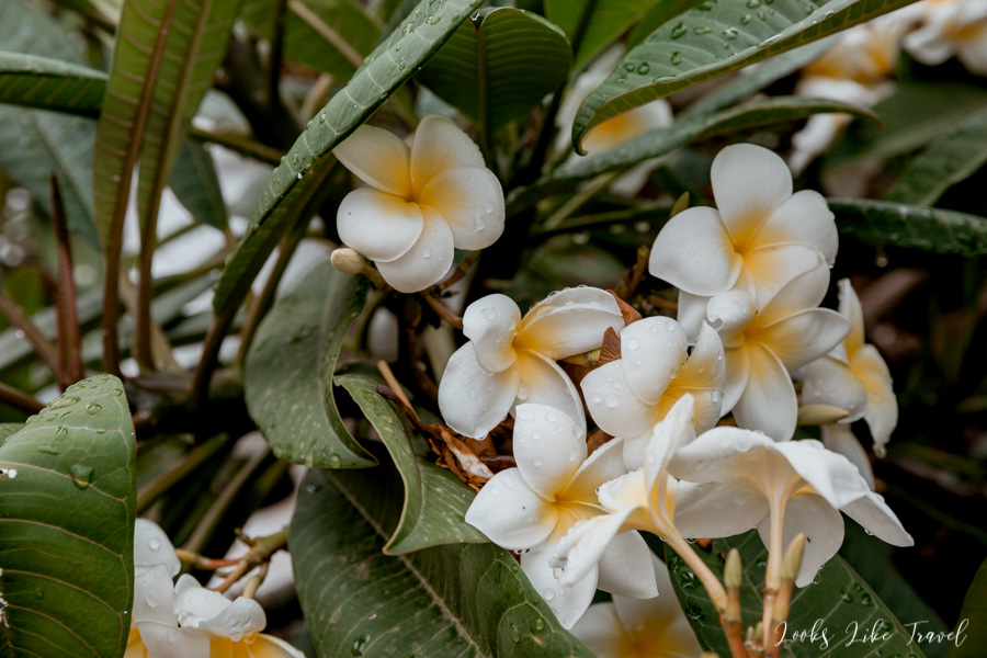piękne kwiaty na Wyspach Kanaryjskich