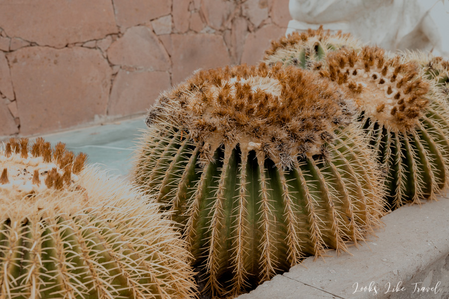 kaktusy Gran Canaria