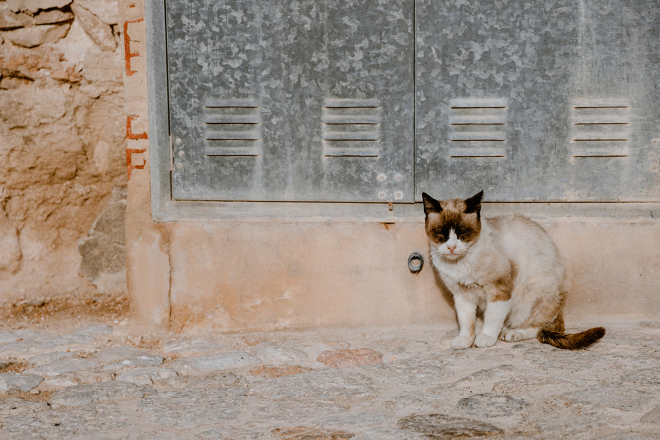 Palma de Mallorca cats