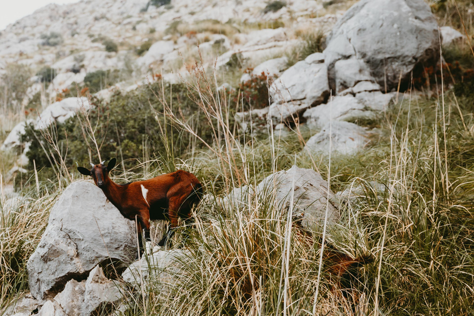 Mallorca, Sa Calobra, goats