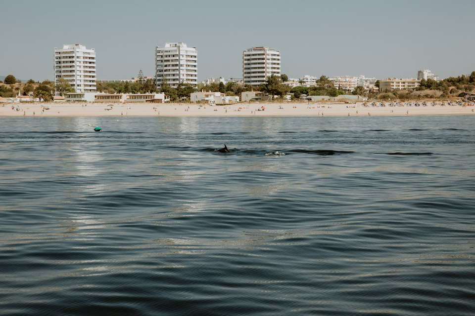 Lagos, rejs, delfiny