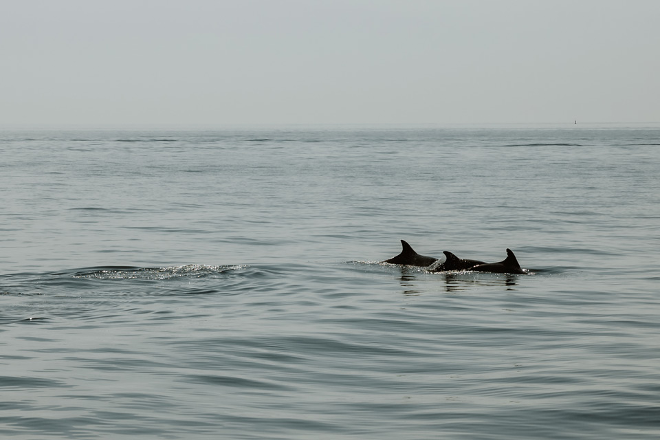 Lagos, rejs, delfiny