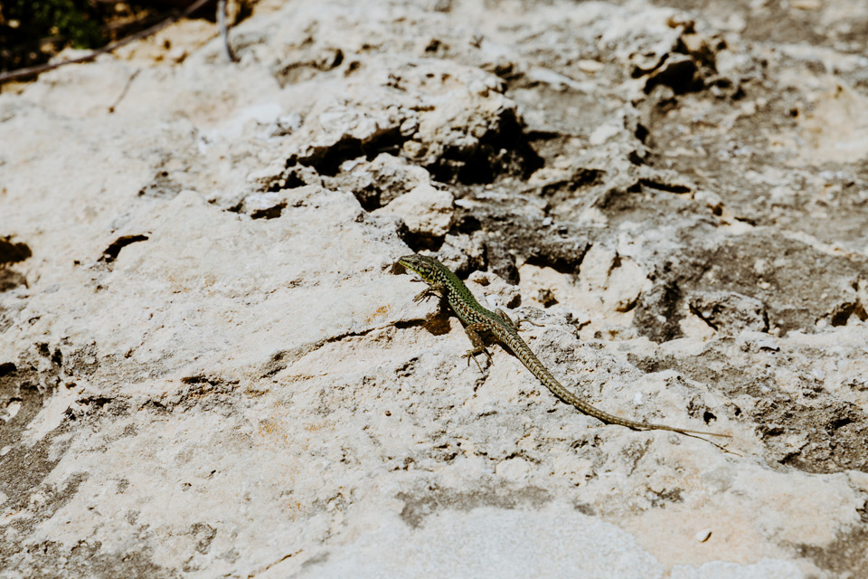 lizards on Gozo