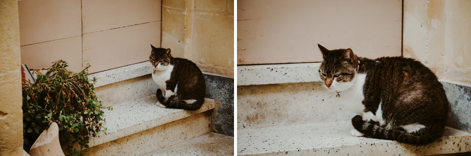 Gozo, Victoria, koty